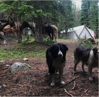 A summer camp nestled in trees, Holy Cross Wilderness